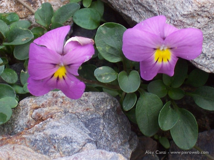 07 Viola Comollia (Viola di Comolli).JPG